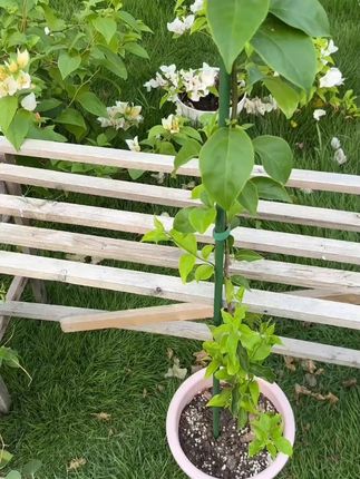 三角梅高飘支撑杆月季爬藤架子花架绿植物防倒伏花卉支撑架 #三角梅 #花卉支撑架 #花架 #种花