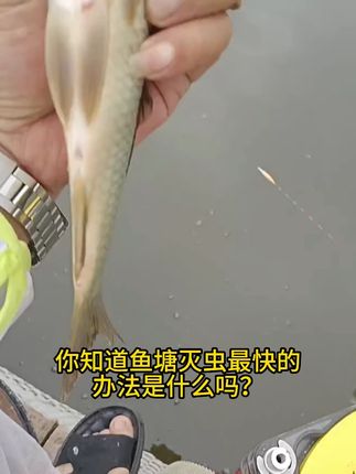 #水产养殖 #威立妙 #红点消