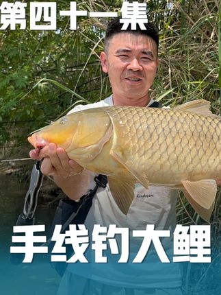 手线钓法第四十一集:手线欧鲤钓,震惊,钓大鲤鱼跟捡鱼一样简单 手线欧鲤钓,自动钓大鱼#自动钓鱼 #手线钓鱼 #钓鱼报警器 #手线欧鲤钓 #钓鱼