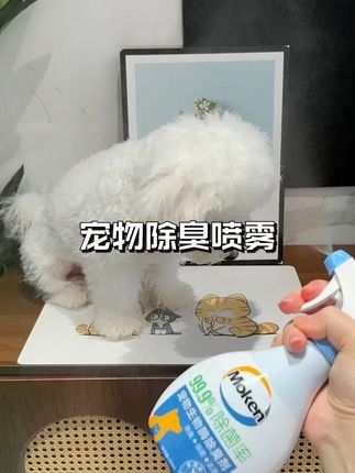 家里狗腥味重的,一定要试试这个宠物除臭剂,屋里空气清新多了 #宠物除臭 #萌宠好物#养宠经验分享