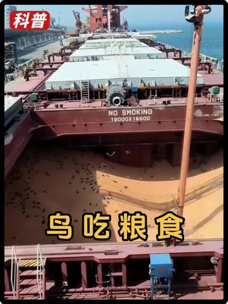 几万吨的粮食被鸟吃掉好几吨,为什么不驱赶? #涨知识 #科普 #船员生活