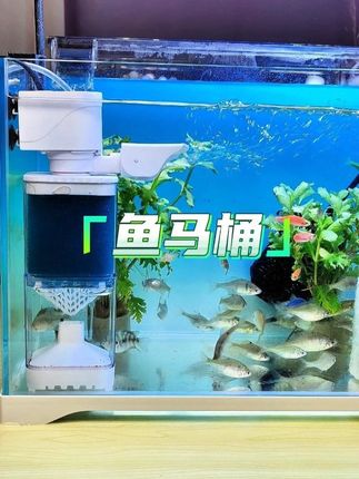 自从给我这缸里塞了个马桶 我都不知道多久没换过水了~#鱼马桶 #养鱼日记 #养鱼