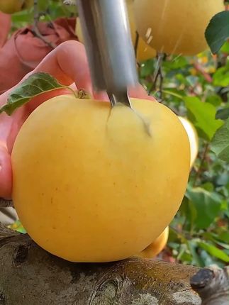 头茬精品山东烟台栖霞奶油富士苹果应季新鲜水果 #好吃不贵经济实惠 #好吃到停不下来 #好吃到爆 #奶油富士 #好东西一起分享 w
