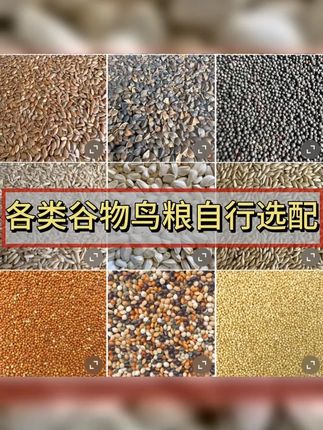鸟粮自配各种谷子五色黍子加纳利子油葵花籽荞麦宠物用品粮食草籽 #鸟粮配比 #鸟粮批发