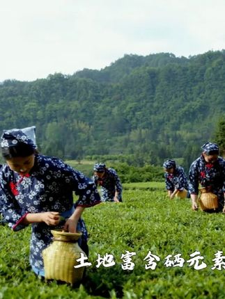 中国食品网X红茶仙品 #我为利川红代言 #利川红 #红茶 #茶文化 #恩施
