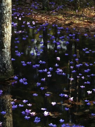 家里买了床垫的,记得套上床垫保护罩,床垫脏了不好清洗,防止发黄变霉#夹棉床笠#四季夹棉床笠#好物推荐#全包床笠8