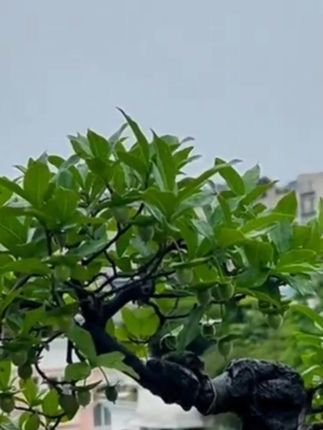 金弹子出现黄叶不生长该怎么办,那就试试这款金弹子专用肥 #种植小技巧 #爱生活爱养花 #花卉绿植 #金弹子 #金弹子专用肥