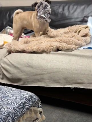 谁懂啊,狗狗真的好爱这个报纸 #萌宠 #狗狗