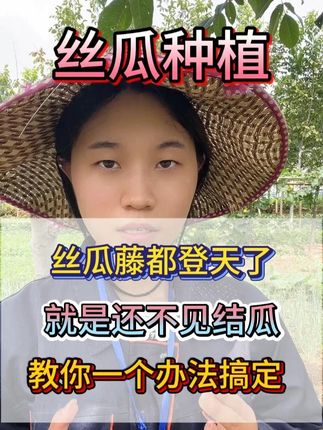 丝瓜藤都已经登天了,就是还不见结瓜,教你一个办法搞定。 #丝瓜 #丝瓜种植 #丝瓜管理 #丝瓜管理技术 #种丝瓜
