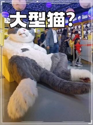 宠物里有大型犬,为什么没有大型猫呢? #宠物 #猫咪 #狗狗 #猫科动物 #科普