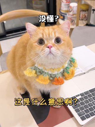 一只鱼蛋仔🐱