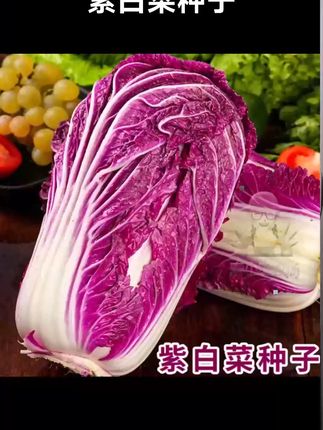 #紫白菜 家里阳台花盆小院种点这个紫白菜 #紫白菜种子