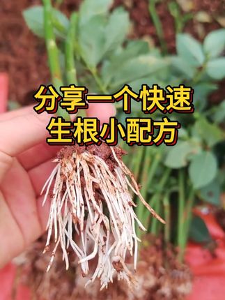 分享一个快速生根壮苗小配方 #生根 #农业种植