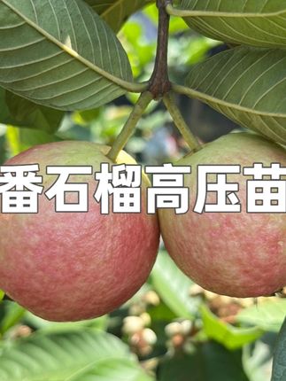 正宗四季胭脂红番石榴高压苗果树苗 广州增城地理标志品种 #番石榴高压苗 #果树苗种植 #果树苗推荐 #胭脂红番石榴 #胭脂红番石榴高压苗