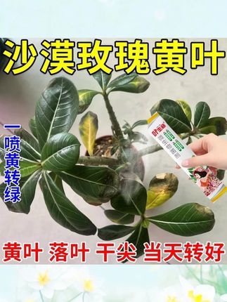 沙漠玫瑰专用药黄叶掉叶枯枝不开花专用绿叶壮苗促开花微生物菌肥#沙漠玫瑰 #专用药 #微生物菌肥 #促开花 #绿植养护