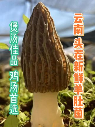 头茬羊肚菌来啦 鲜的嘞 煲汤佳品#羊肚菌