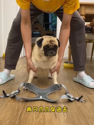 狗链子溜狗绳背心式可调节耐磨胸背带泰迪柯基法斗中型小型牵引绳#狗狗牵引绳 #宠物用品 #中小型犬 #可调节胸背带 #耐磨狗链