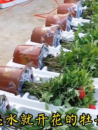 家里一定要养一盆牡丹花,它是富贵之花,寓意富贵吉祥,事业蒸蒸 日上#洛阳牡丹