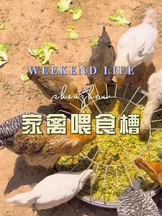 #农村散养土鸡土鸭 #喂鸡神器 #自家养殖 #抖音助农 #农村创业养殖