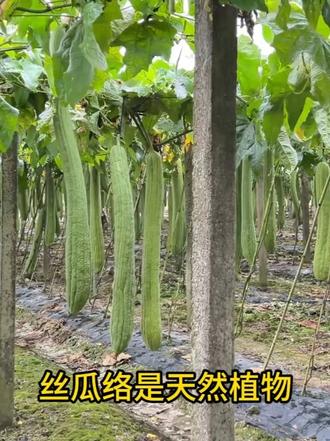 我司主营加工销售丝瓜络沐浴系列、丝瓜络厨房用品系列、丝瓜络鞋品系列等丝瓜络相关产品。支持打样、改规格、定制包装、印刷 LOGO。自有近4万平米标准化厂区,拥有从原材料到成品包装出厂全流程工序。支持小批量试单、大批量长期稳定批发供货。外贸订单可全套提供报关、质检报告,如果您对我们的产品感兴趣,欢迎随时与我们联系!#丝瓜络 #丝瓜瓤 #丝瓜络加工 #源头工厂 #出口
