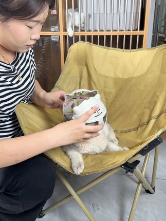 科学养宠第一步,驱虫要做好,派迪诺内外同驱谁还不知道 #新手养猫 #养宠人 #铲屎官