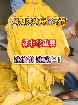 挂灰青筋再也不用怕 学会这一招 轻松都解决 #烤烟#增产增收才是硬道理#烤烟种植技术与管理#烤房专用满炉金#优必星红钾