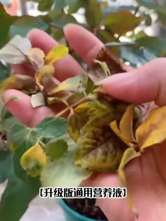【升级版通用营养液】家用花卉绿植针对黄叶枯叶快速生根盆栽园艺