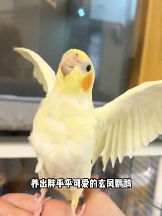 专治挑食怪!这款神仙鸟粮我家玄凤咣咣炫 #玄凤鹦鹉 #顶制鹦鹉粮 #顶制玄凤无黍粮