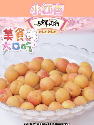 正宗新疆小红杏精选软糯肉厚香甜多汁杏子纯甜多汁吊干杏#小红杏 #杏子 #吊干杏