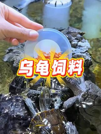 龟粮淡水溪流虾干小鱼干乌龟饲料巴西龟草龟蛋龟无盐零食鱼饵发色 淡水溪流虾干,富含钙质,虾青素,龟龟可以放心喂。#养龟人 #养龟日常