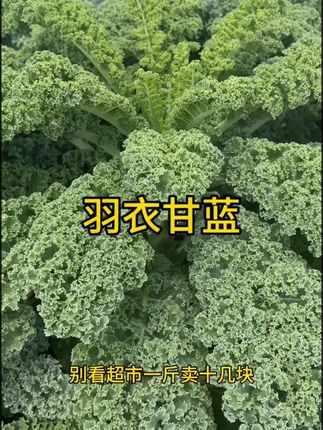 推荐你种点这个#羽衣甘蓝 #甘蓝 #种植小技巧 #种菜 #种子