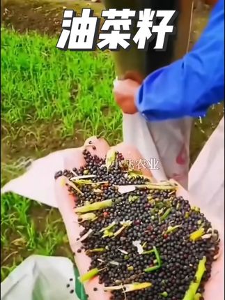 大田油菜籽德5油778高产油菜种子抗病抗倒伏含油量高杂交油菜花籽#油菜籽