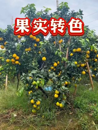 温度不对,转色白费#果树种植 #果树管理 #果园管理 #转色增甜