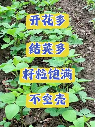 大豆荚多粒粒饱 #大豆种植 #黄豆种植 #毛豆种植 #大豆管理高产技术 #增产增收