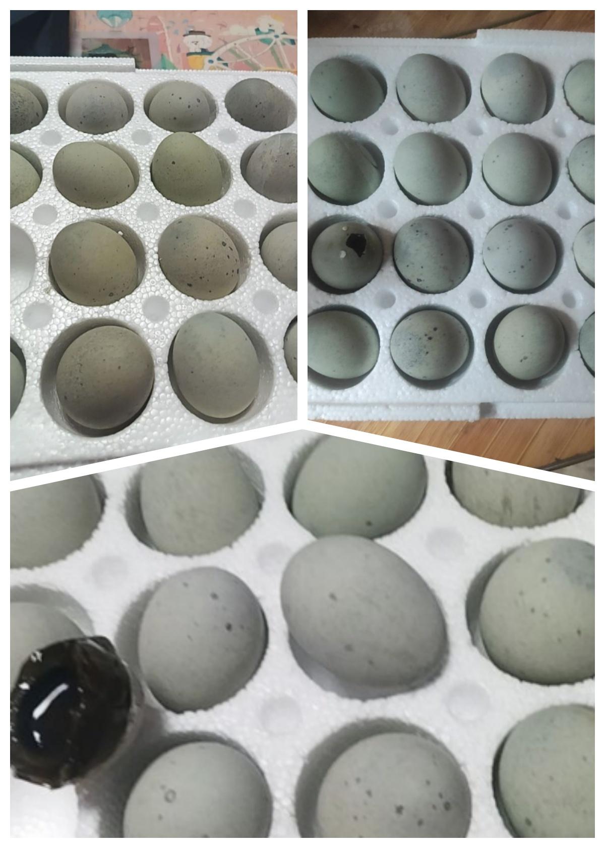 皮蛋大破价格!到手16枚才这个价格!赶紧囤! #溏心  #皮蛋  #下酒菜  #凉拌菜  #美食