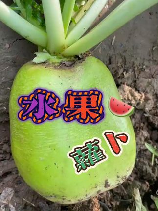 #潮汕 #汕头 #揭阳 #种菜