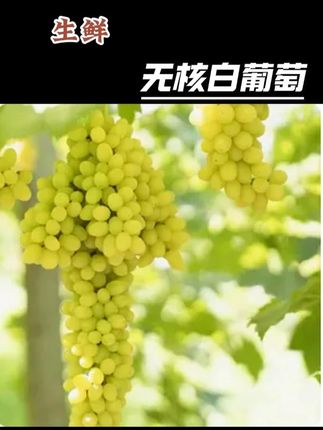 新疆吐鲁番无核白葡萄新鲜应季葡萄提子#葡萄 #新疆 #提子 #吐鲁番 #水果