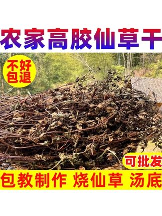 福建龙岩原产地高胶仙草叶烧仙草干新鲜草干龟苓膏粉包教程#烧仙草 #仙草叶 #烧仙草奶茶 #龟苓膏