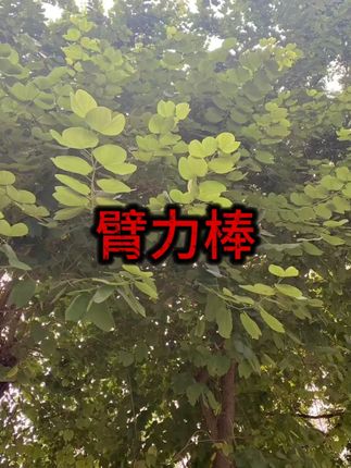 弹簧臂力棒 可调节练胸肌手臂 #臂力棒 #胸肌锻炼 #家用健身