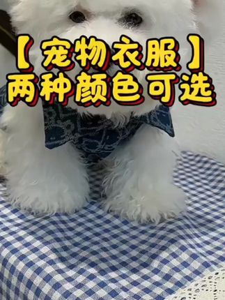 秋冬季提花牛仔衬衣宠物服装小狗狗猫咪衣服用品比熊泰迪牵引潮牌#宠物服装 #宠物服装制作 #宠物牛仔外套