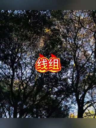 手工精绑成品线组优质耐磨原丝线双芯漂座线组 #子线 #子线双钩 #线组 #线组搭配 #渔具