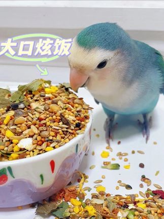 开饭开饭!挑食小叽也能吃的麻麻香! #鹦鹉 #鹦鹉饲料 #鹦鹉粮食 #新手养鸟