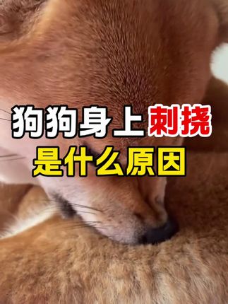 感觉狗狗身上特别的刺挠是什么原因 #狗狗螨虫 #狗狗身上痒