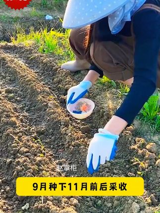 #红果参 营养丰富,软糯香甜,富含满满的花青素,种植也非常简单,盆栽地栽都可以 #家庭种植 #新农人计划 6