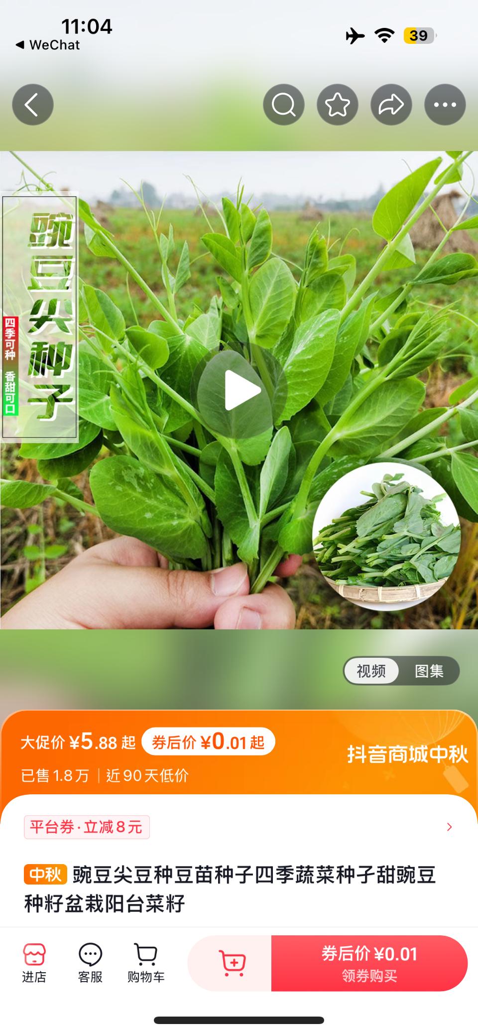 豌豆尖豆种豆苗种子四季蔬菜种孑甜豌豆种籽盆栽阳台菜籽 #豌豆尖种子 #蔬菜种子 #家庭小菜园