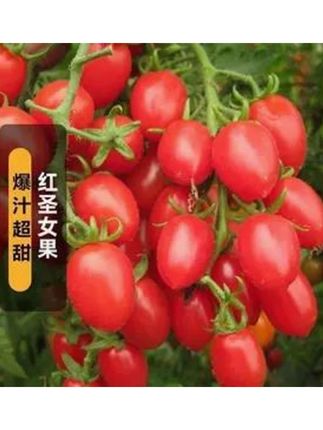 【红圣女果种子】超甜爆千禧小番茄阳台盆栽庭院高产水果蔬菜种子#圣女果 #农业种植 #优质农产品 #种子