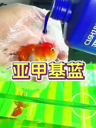 亚甲基蓝消毒杀菌观赏鱼锦鲤爬宠白点水霉烂身烂尾烂鳃鱼缸净水剂#鱼缸净水剂 #鱼缸净水剂清澈剂 #鱼缸净水剂推荐 #养鱼 #杀菌