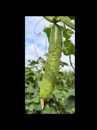 头茬旱黄瓜,现采顺丰包邮 大地旱黄瓜 家人们,给你们找到超棒的大地露天旱黄瓜啦!这可是头茬的,现采现发还顺丰包邮呢。黄瓜脆嫩得很,直接生吃那叫一个清甜爽口。咬上一口,满满的自然清香在嘴里散开,就像把春天吃进了肚子里。不管是当水果吃,还是做菜用,都特别合适。这么新鲜美味的旱黄瓜,可别错过啦。#旱黄瓜 #头茬蔬菜 #现采现发 #顺丰包邮 #生吃黄瓜