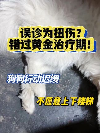 你家狗狗跳不上床了,走路晃悠悠,关节疼得躲角落,不爱动弹 #狗狗关节炎 #狗狗一瘸一拐 #老年犬 #狗狗腿瘸 #狗狗关节养护