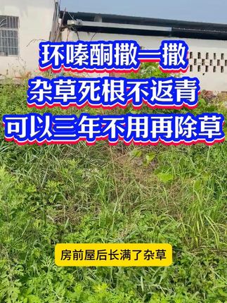 环嗪酮撒一撒,杂草死根不返青,可以三年不用再除草! 房前屋后烦人的杂草怎么根除? 偷偷告诉大家一个简单方法, 只是将这包特效药一撒, 就能静悄悄的让杂草烂根。 它就是环嗪酮,使用起来非常方便, 不用兑水直接施洒, 药剂就能渗透到植物的地下根系, 效果非常好, 不管多茂盛的杂草都能烂根除根。